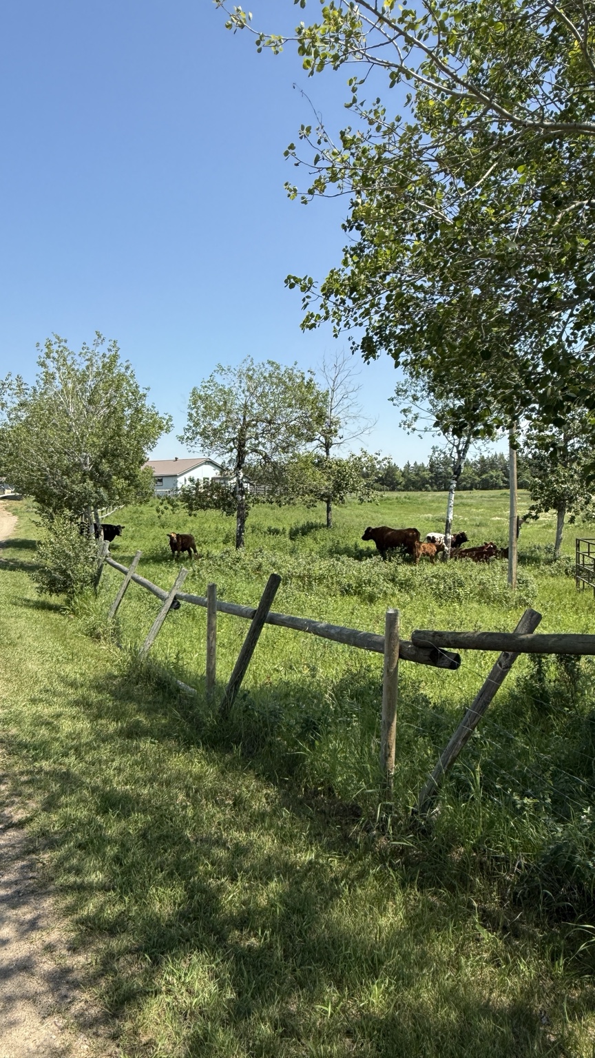 Cattle grazing in the pasture at Ironjet Ranching